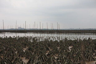 滩涂牡蛎养殖景观