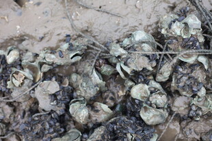 地面上的一堆生蚝壳