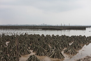 海边滩涂的奇特植物景观