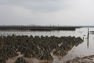 海边牡蛎养殖场景