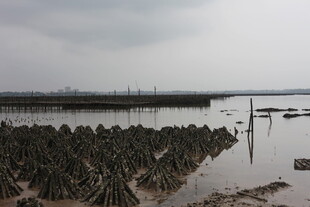 滩涂红树林景观