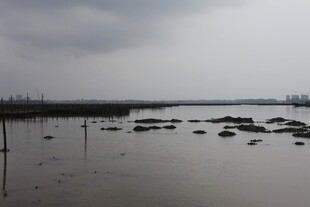 阴天水域中的零星礁石