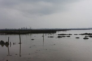 阴天的滩涂景象