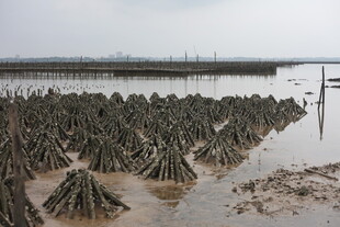 湿地红树林景观