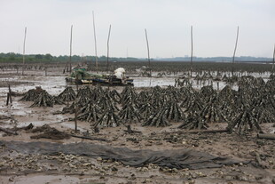 潮间带的红树林景观