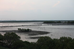 黄昏下的湿地河岸景观