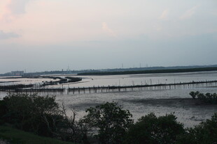 河畔暮色中的栈桥与植被