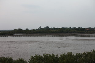 河畔风光绿植环绕水域