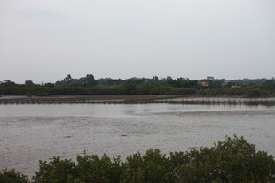 河畔绿植与远处景致