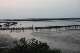 黄昏下的湿地栈桥景观