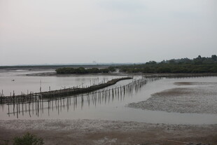 湿地浅滩中的木桩景观