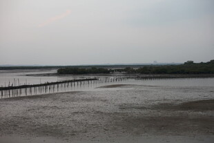 海边栈桥静谧的滩涂风光