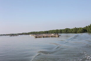 宁静湖面与岸边植被景观