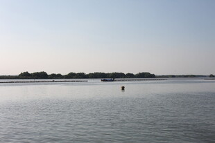 平静湖面与远处树木景观