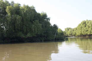 河畔绿树环绕的宁静水域