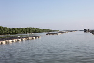 宽阔水域旁的整齐树木