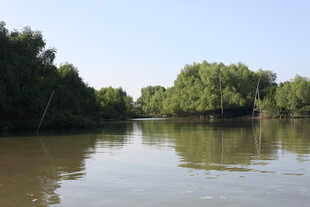 宁静河景中的葱郁树林