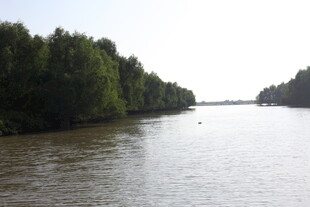 河畔绿树环绕的平静水面