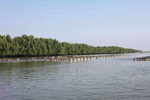 河畔绿树成荫的宁静水域