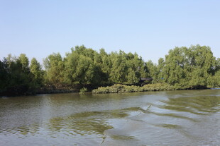 河畔绿树环绕的宁静水域