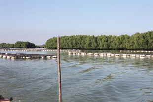 水上长廊旁的葱郁树林