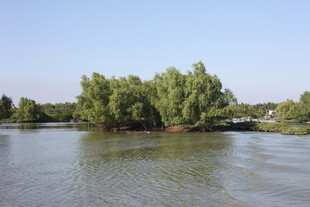 湖畔绿树成荫的宁静风光