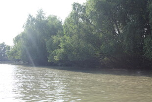 河畔绿树成荫的宁静水域