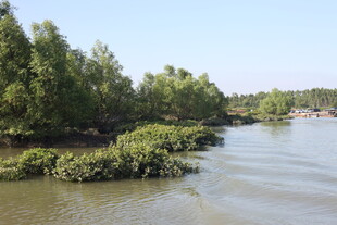 河畔绿树成荫的自然景观