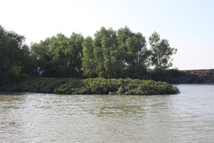 河畔绿树环绕的宁静水域