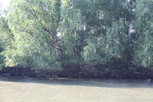 河边绿树成荫的自然景致