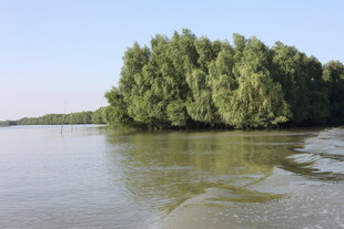 河畔绿树成荫的宁静水域