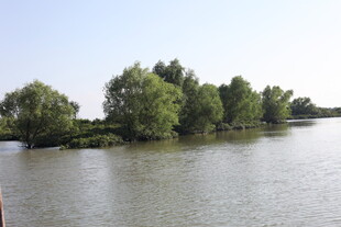 河畔绿树环绕的宁静水域