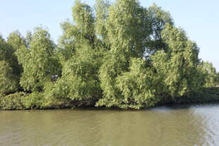 河畔绿树成荫的自然景致