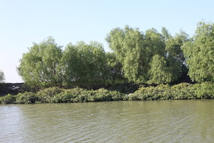 河畔绿树成荫的自然景致