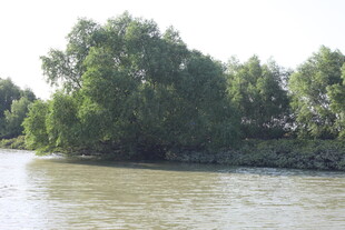 河畔绿树环绕的宁静水域