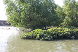 河畔绿树环绕的宁静水域