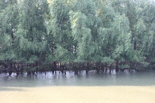 河畔绿树成荫的宁静景象