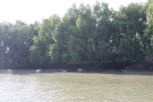 河畔绿树环绕的宁静水域