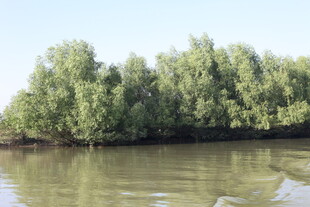 河畔绿树成荫的自然景致