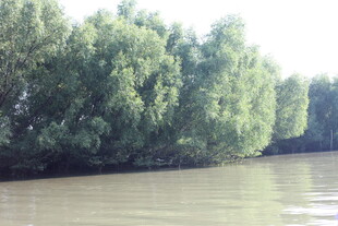 河畔绿树成荫的宁静水域