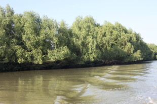 河畔垂柳碧水悠悠