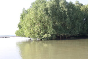 水边葱郁绿树映于湖面