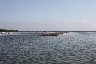 宁静水域的生蚝养殖