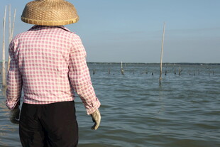 海边劳作的戴斗笠农人