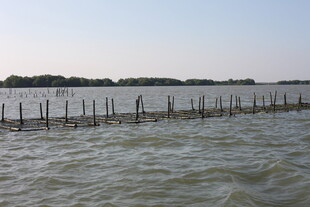 海上木桩围栏景观