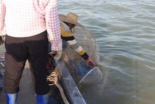 渔民船上收网捕得大鱼