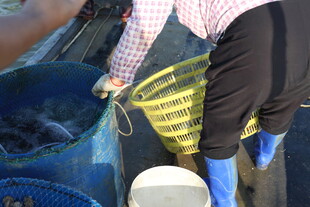 渔民分拣收获的海鲜