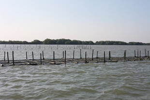 水上木桩围栏风景