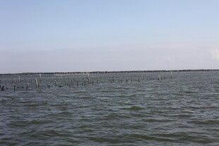 广阔水域中的养殖场景