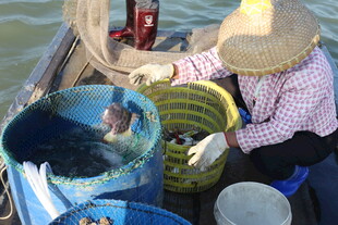 渔民船上分拣新鲜海鱼